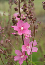 Load image into Gallery viewer, sidalcea, Cusick's (Sidalcea cusickii)
