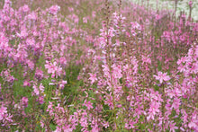 Load image into Gallery viewer, sidalcea, Cusick's (Sidalcea cusickii)