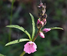 Load image into Gallery viewer, sidalcea, rose (Sidalcea virgata)