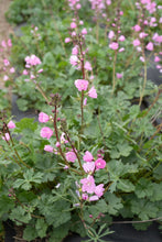 Load image into Gallery viewer, sidalcea, rose (Sidalcea virgata)