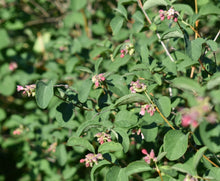 Load image into Gallery viewer, snowberry, common (Symphoricarpos albus)