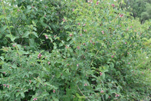 Load image into Gallery viewer, snowberry, common (Symphoricarpos albus)
