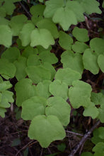 Load image into Gallery viewer, inside-out flower (Vancouveria hexandra)