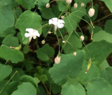 Load image into Gallery viewer, inside-out flower (Vancouveria hexandra)