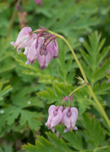 Load image into Gallery viewer, bleeding heart (Dicentra formosa)