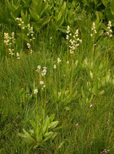 Load image into Gallery viewer, Micranthes oregana Oregon saxifrage