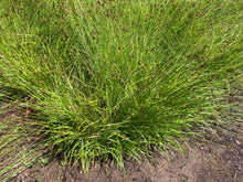 Load image into Gallery viewer, sedge, thick-headed (Carex pachystachya)
