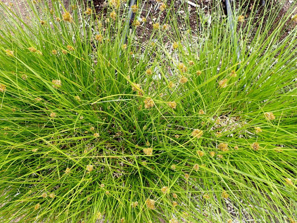 Carex unilateralis
