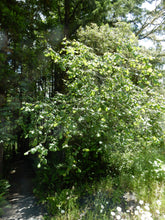 Load image into Gallery viewer, California hazel (Corylus cornuta var. Californica)
