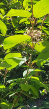 Load image into Gallery viewer, red-osier dogwood (Cornus sericea)
