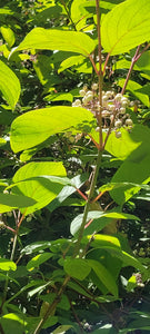 red-osier dogwood (Cornus sericea)