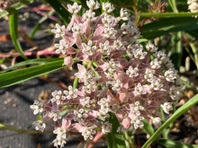 Load image into Gallery viewer, milkweed, narrowlead (Asclepias fascicularis)

