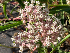 milkweed, narrowlead (Asclepias fascicularis)