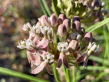 Load image into Gallery viewer, milkweed, narrowlead (Asclepias fascicularis)
