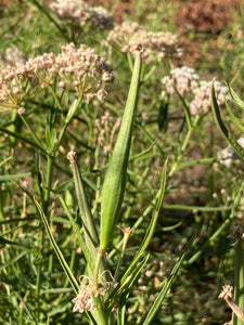 milkweed, narrowlead (Asclepias fascicularis)