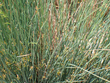 Load image into Gallery viewer, spreading rush (Juncus patens)
