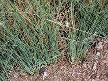 Load image into Gallery viewer, spreading rush (Juncus patens)
