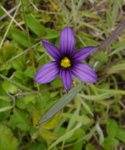 Idaho blue-eyed grass (Sisyrinchium idahoense)