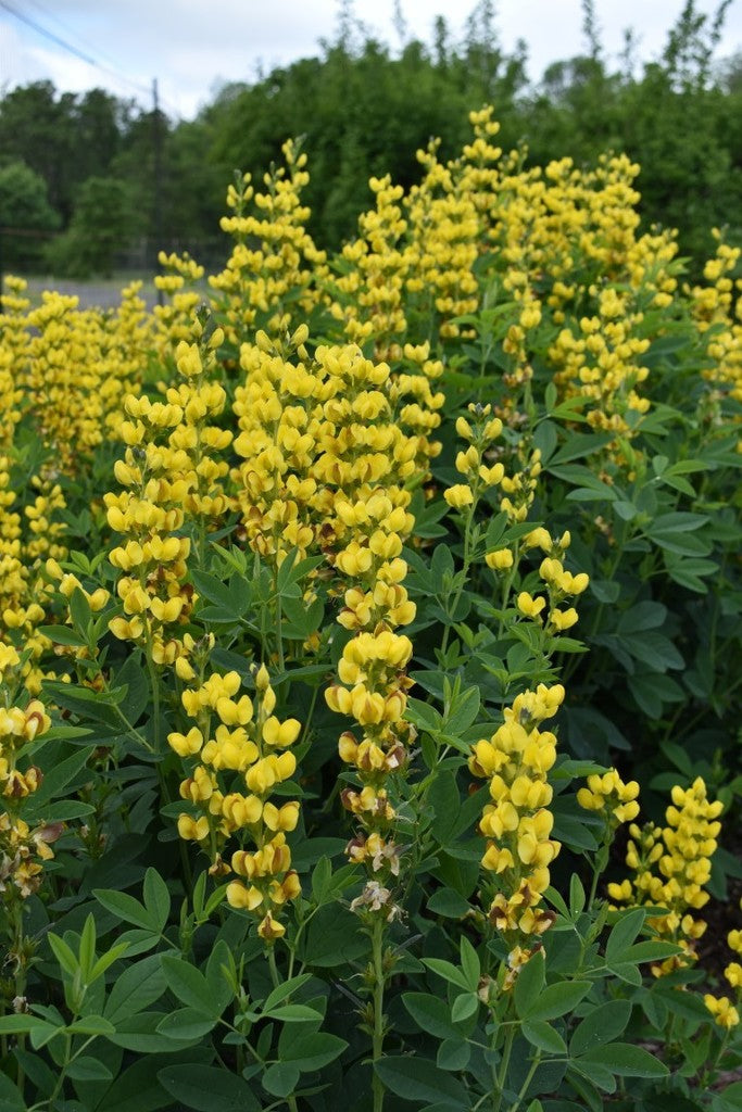 slender goldenbanner (Thermopsis gracillis)