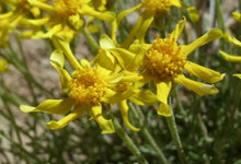 Load image into Gallery viewer, Eriophyllum lanatum Oregon sunshine
