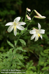 Lilum washingtonianum Washington lily