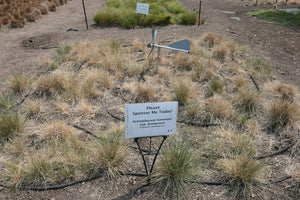 Lemmon's needle grass Plot (Achnatherum lemmonii spp. lemmonii)