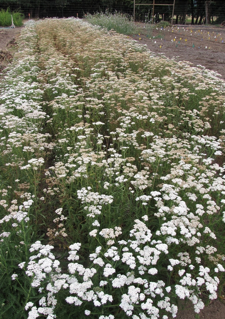Common Yarrow Plot (Achillea millefolium)