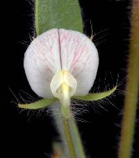 Pursh's Lotus Plot (Acmispon americanus)