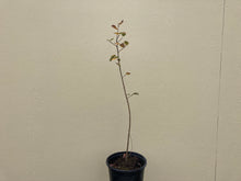 Load image into Gallery viewer, serviceberry, Saskatoon (Amelanchier alnifolia)
