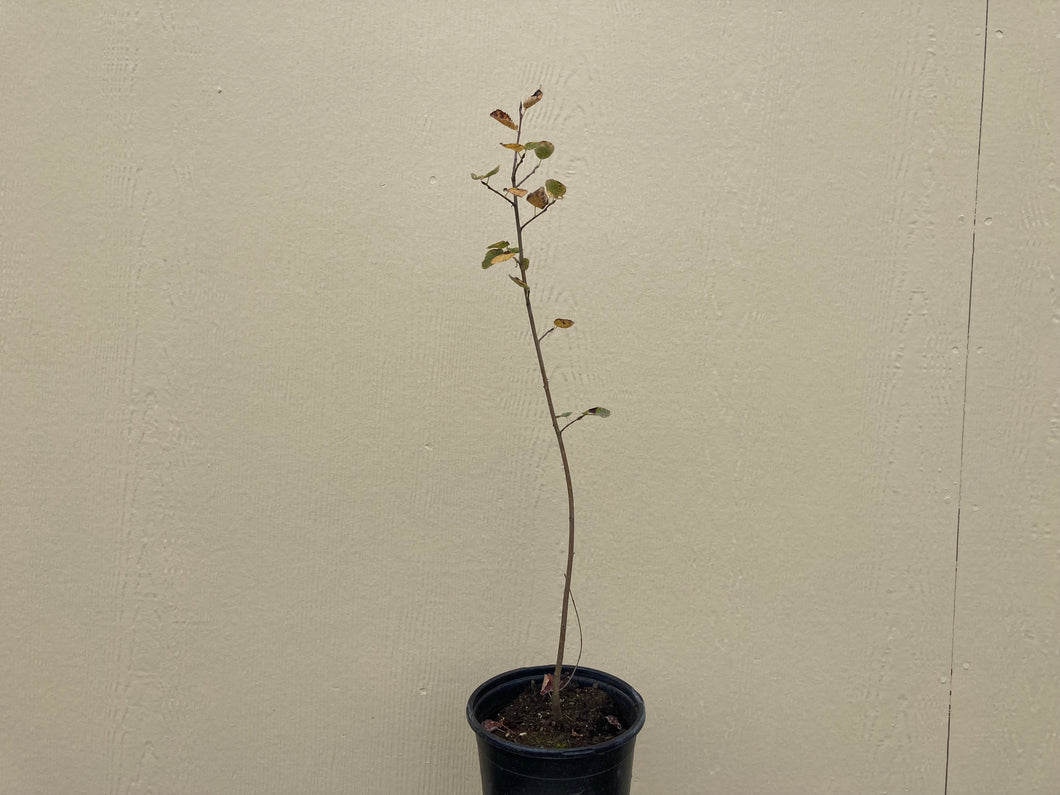serviceberry, Saskatoon (Amelanchier alnifolia)