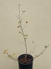 Load image into Gallery viewer, serviceberry, Saskatoon (Amelanchier alnifolia)
