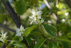 serviceberry, Saskatoon (Amelanchier alnifolia)