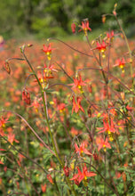 Load image into Gallery viewer, columbine, red (Aquilegia formosa)
