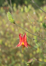 Load image into Gallery viewer, columbine, red (Aquilegia formosa)
