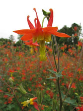 Load image into Gallery viewer, Red Columbine Plot (Aquilegia formosa)
