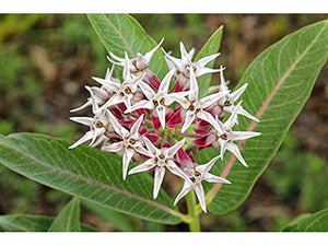 milkweed, showy (Asclepias speciosa)