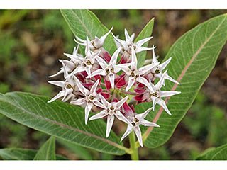 milkweed, showy (Asclepias speciosa)