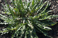 Load image into Gallery viewer, Large-Flowered Agoseris Plot (Agoseris grandiflora)
