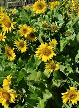 Load image into Gallery viewer, Balsam Root Plot (Balsamorhiza deltoidea)
