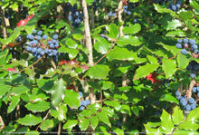 Load image into Gallery viewer, Oregon grape, shining (Berberis aquifolium)
