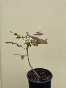 Oregon grape, shining (Berberis aquifolium)