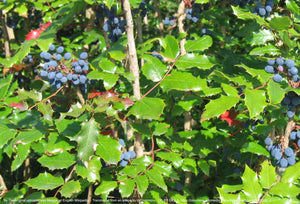 Oregon Grape Plot (Berberis aquifolium)