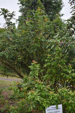 Load image into Gallery viewer, Oregon Grape Plot (Berberis aquifolium)
