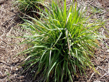 Load image into Gallery viewer, California or Mountain Brome Plot (Bromus carinatus)

