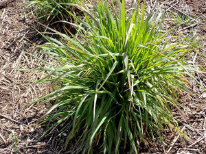 California or Mountain Brome Plot (Bromus carinatus)