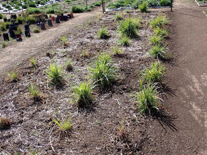 California or Mountain Brome Plot (Bromus carinatus)