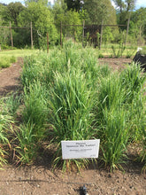 Load image into Gallery viewer, Alaska Brome Plot (Bromus sitchensis)
