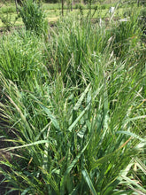 Load image into Gallery viewer, Alaska Brome Plot (Bromus sitchensis)
