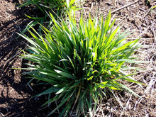 Load image into Gallery viewer, Blue Wild Rye Plot (Elymus glaucus)
