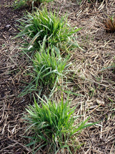 Load image into Gallery viewer, Blue Wild Rye Plot (Elymus glaucus)

